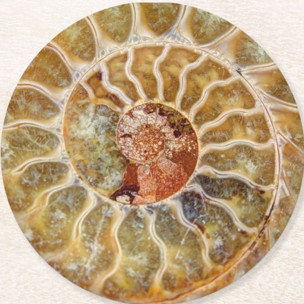 Meet your Posher, Bones